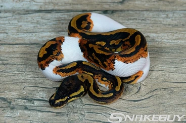 Ball Pythons kaufen und verkaufen Photo: Königspythons / Ball Pythons