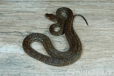 Snakes kaufen und verkaufen Photo: Boa constrictor / Netzpythons / Stimson Python