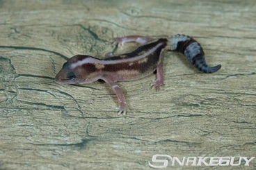 Geckos kaufen und verkaufen Foto: Leopardgeckos / Afrikanische Fettschwanzgeckos