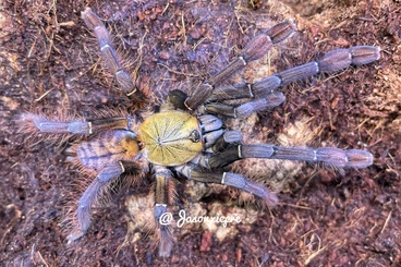 - bird spiders kaufen und verkaufen Photo: Phormingochilus sp. Akcaya ENZ11/2025