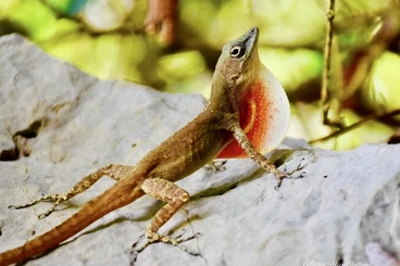 Lizards kaufen und verkaufen Photo: Anolis mestrei, Anolis sabanus