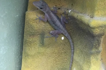 Echsen  kaufen und verkaufen Foto: Anolis bartschi extra females