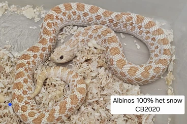 Schlangen kaufen und verkaufen Foto: Western hognose - Heterodon nasicus, adults