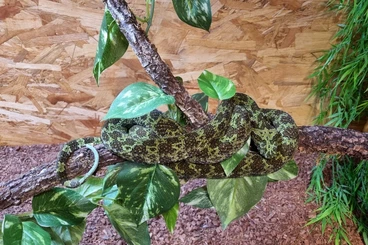 Schlangen kaufen und verkaufen Foto: 1.0 Protobothrops mangshanensis CB2021