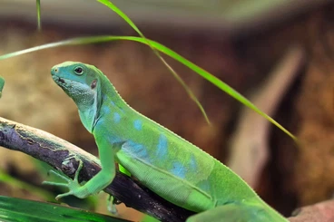 Echsen  kaufen und verkaufen Foto: 2.1 Brachylophus Fasciatus Fischi Leguan