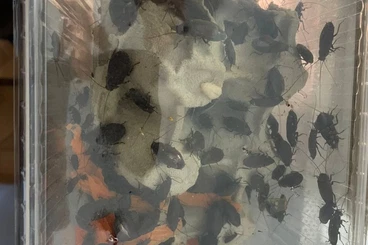 Insekten kaufen und verkaufen Foto: 0.0.100 Diploptera bipunctata