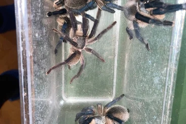 - bird spiders kaufen und verkaufen Photo: 1.4 Monocentropus balfouri
