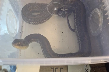 Schlangen kaufen und verkaufen Foto: 0.1 Thamnophis eques patzcuaroensis, lake pátzcuaro garter