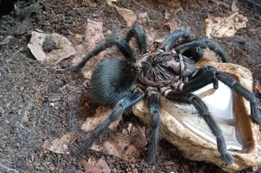 Vogelspinnen kaufen und verkaufen Foto: Für Versand mit LAG oder Abholung/ For shipping with LAG or pick up