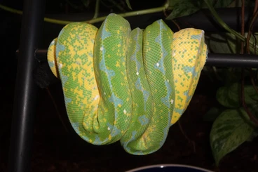 Snakes kaufen und verkaufen Photo: HY X Blue Line (True Blue) Sorong GTPs