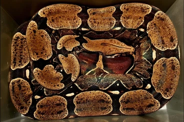 Boas kaufen und verkaufen Foto: Highend Suriname (Pokigron) Project