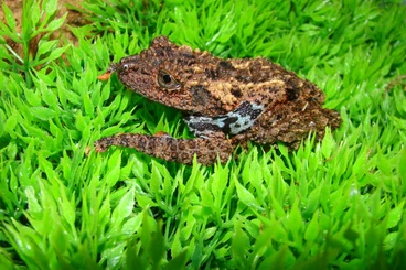 frogs kaufen und verkaufen Photo: Atelopus, Theloderma, Rentapia...