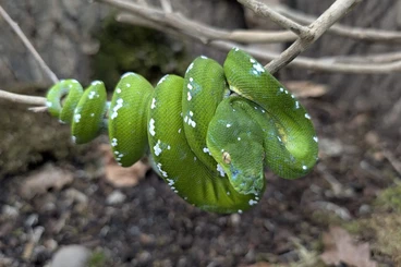 Snakes kaufen und verkaufen Photo: Handover in Hamm, or shipping!