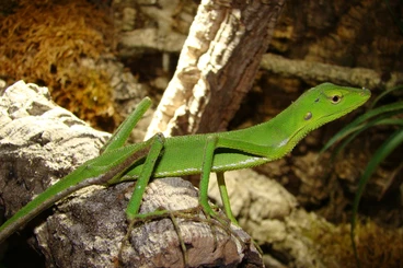 Lizards kaufen und verkaufen Photo: Hamm or worldwide shipping possible