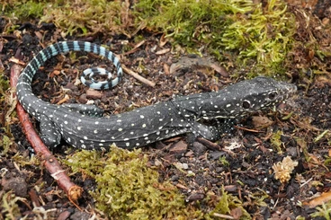 Monitor lizards kaufen und verkaufen Photo: !!! last call for Hamm !!!