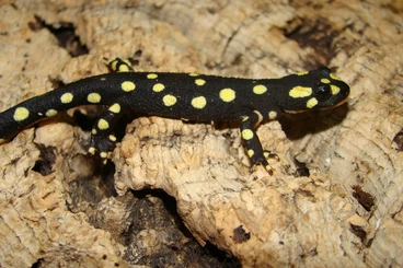 Frösche  kaufen und verkaufen Foto: !!! last call for Hamm !!!