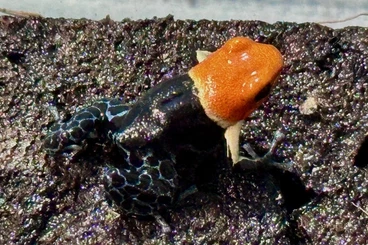 Poison dart frogs kaufen und verkaufen Photo: Biete 0.0.3 Ranitomeya fantastica True Nominat