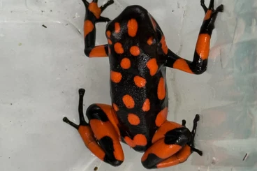 Poison dart frogs kaufen und verkaufen Photo: 1.1 Paar Bahia Solano für Hamm (Dezember)