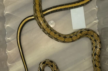 Colubrids kaufen und verkaufen Photo: Verkaufe 1 Kletternattern
