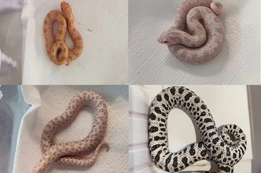 Snakes kaufen und verkaufen Photo: Hognose for Hamm or Houten