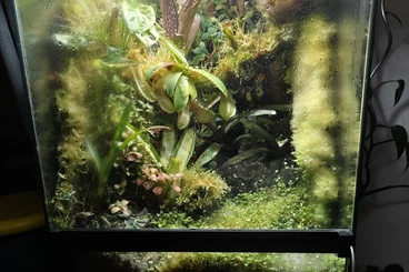Terrarien kaufen und verkaufen Foto: Terrarium inkl. Ranitomeya Imitator