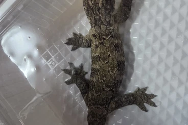 Geckos kaufen und verkaufen Foto: 2,1 R. leachianus pine Island l 2023. Komplett 900euro