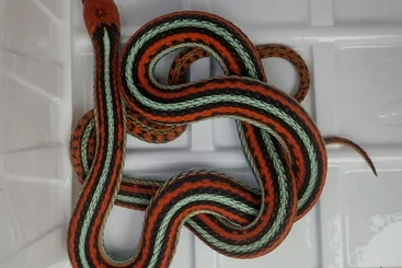 Snakes kaufen und verkaufen Photo: Thamnophis - Philodryas - Hydrodynastes