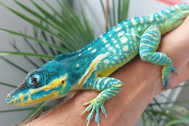 Lizards kaufen und verkaufen Photo: Anolis equestris potior / baracoae