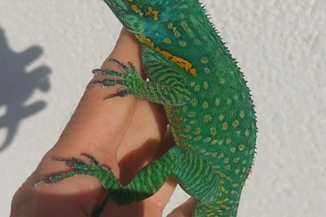 Lizards kaufen und verkaufen Photo: Anolis baracoae, potior, chamaeleolis HAMM