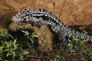andere Echsen kaufen und verkaufen Foto: schwarz weißer Teju (Tupinambis merianae)