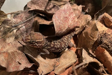 Geckos kaufen und verkaufen Foto: Paroedura picta