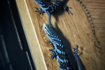 Monitor lizards kaufen und verkaufen Photo: Smaragdwaran Macraei Jungtiere