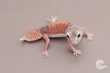 Geckos kaufen und verkaufen Photo: Nephrurus Levis Levis / Knob Tailed Geckos