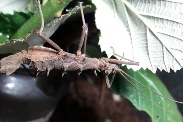 Insekten kaufen und verkaufen Foto: Phasma Gigas Männchen für Hamm gesucht