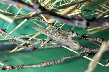 Lizards kaufen und verkaufen Photo: Nephrurus, Strophurus, Anolis, Uroplatus,…