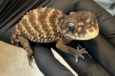 Lizards kaufen und verkaufen Photo: Nephrurus asper banded Cape York