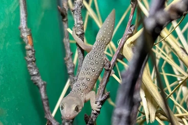 Echsen  kaufen und verkaufen Foto: Houten, Živá Exotika Prague, Faunatrhy Ostrava