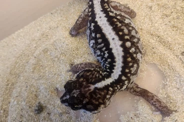 Geckos kaufen und verkaufen Photo: 1.0 Paroedura picta anery stripe het amel NZ2023