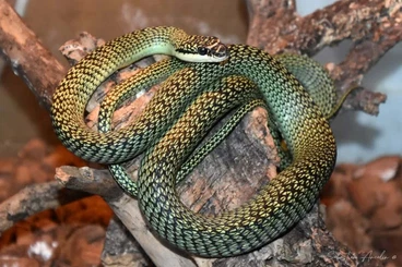 Snakes kaufen und verkaufen Photo: For Hamm march snake morelia gonyo