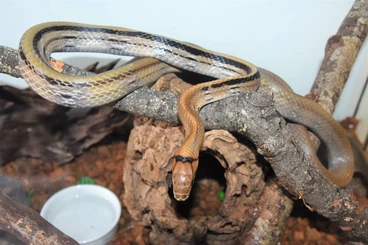 Snakes kaufen und verkaufen Photo: Asian Snake for hamm 2026