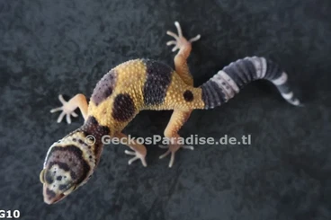 Geckos kaufen und verkaufen Photo: Leopardgeckos 2025 Männchen Weibchen verschiendene Genetik