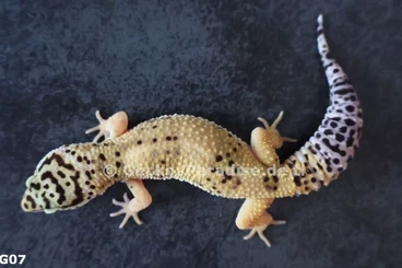 Geckos kaufen und verkaufen Foto: Leopardgecko Männchen Weibchen 2025