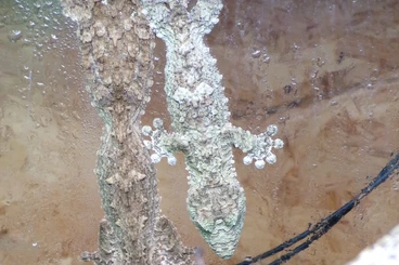 Geckos kaufen und verkaufen Photo: Uroplatus giganteus 2,2 CB 9/25 - Hamm 13. 12. 2025