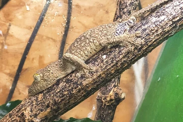 Geckos kaufen und verkaufen Foto: Uroplatus sikorae MDA , Uroplatus henkeli - Hamm 14.3.