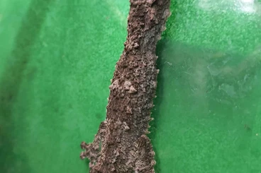 Geckos kaufen und verkaufen Foto: Uroplatus giganteus  - Hamm 14.3.2026