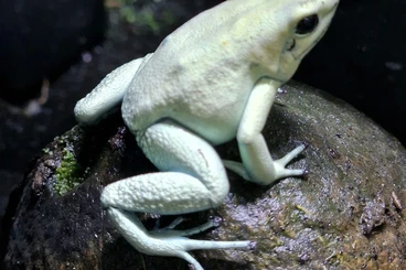 frogs kaufen und verkaufen Photo: Biete für Hamm oder Hannover