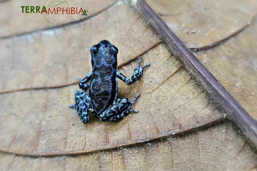 Pfeilgiftfrösche kaufen und verkaufen Foto: Stocklist Oophaga pumilio