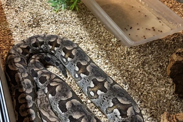 Boas kaufen und verkaufen Photo: 1.0 Acrantophis dumerili - südliche Madagaskarboa NZ20