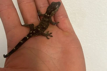 Geckos kaufen und verkaufen Foto: Last Chance for Hamm Rhacodactylus