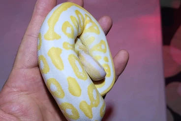 Snakes kaufen und verkaufen Photo: Black Pastel Yellowbelly Albino
